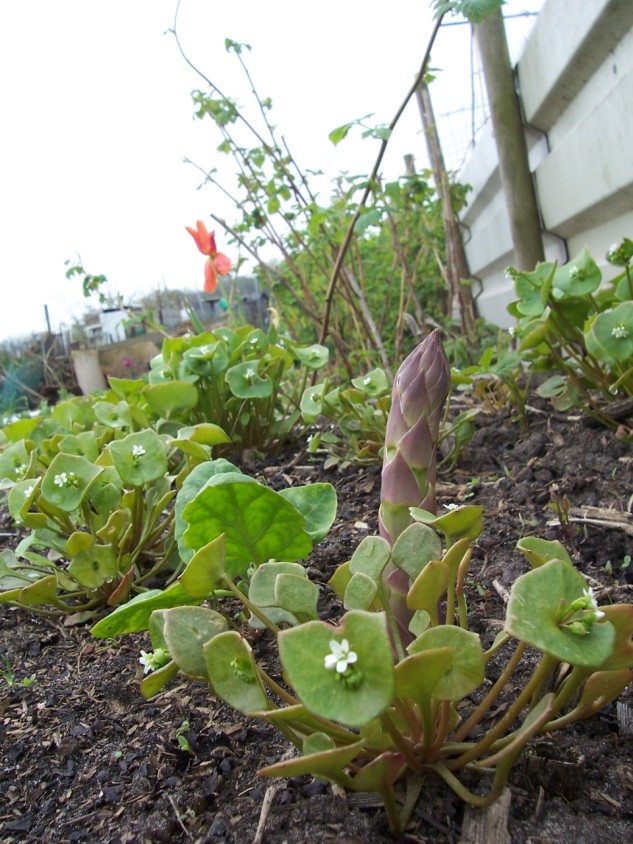 Asperges tussen winterpostelein